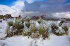 Winter storm-Joshua Tree National Park-California Art Print